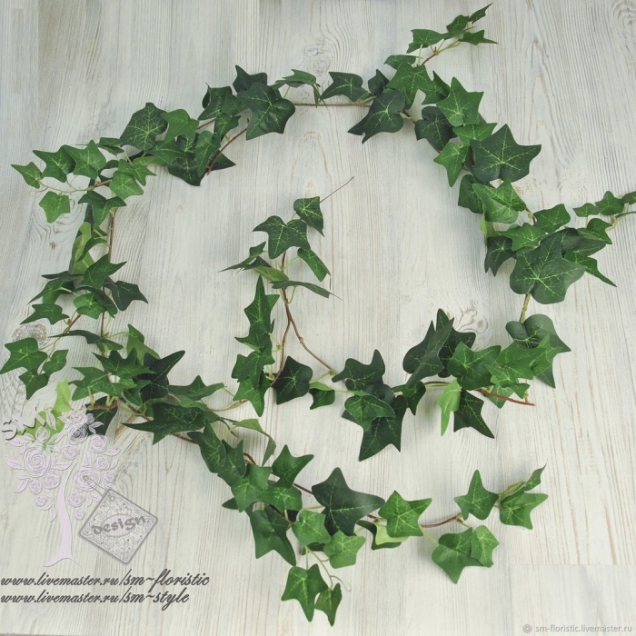Хедера лиана плющ