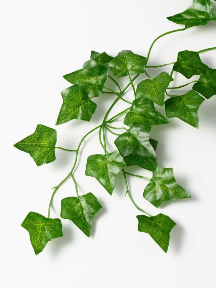 Плющ зеленый хедера