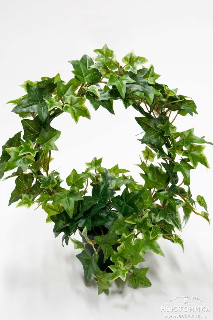 Хедера эстер