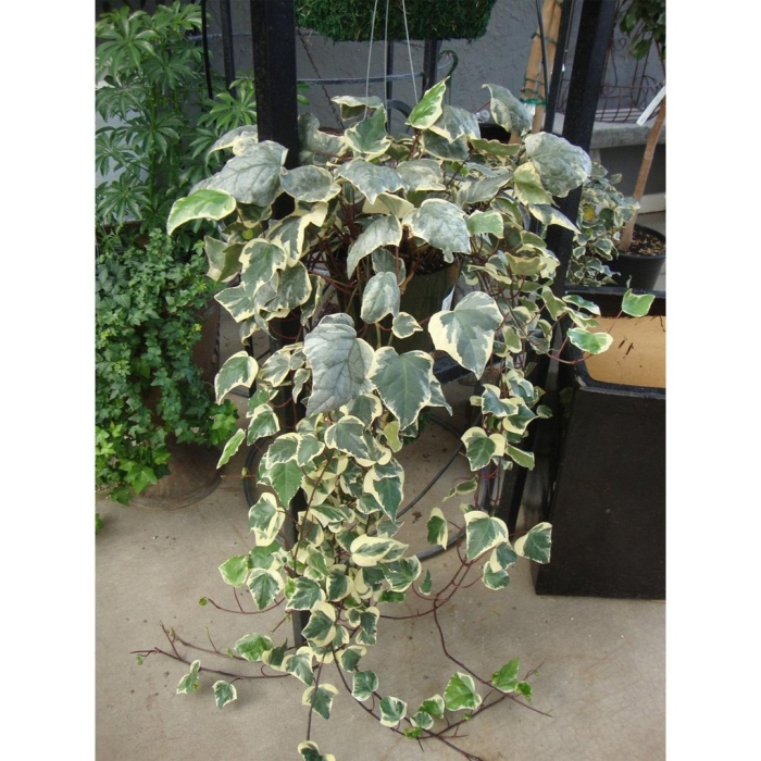 Плющ канарский вариегата