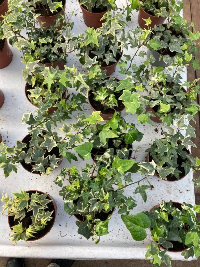 Плющ тонколистный