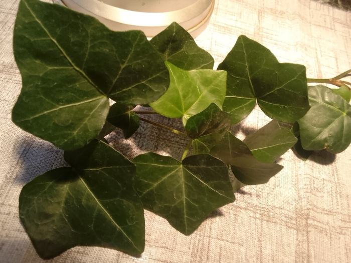 Плющ комнатный