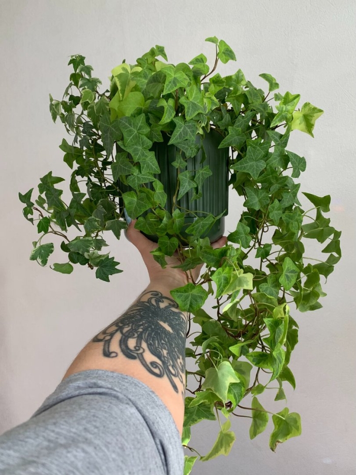 Плющ хедера