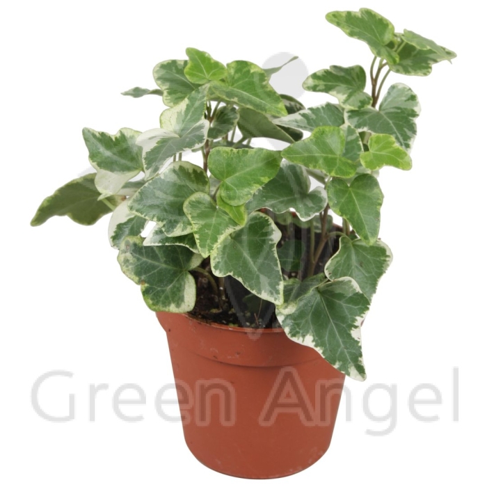 Хедера хеликс микс