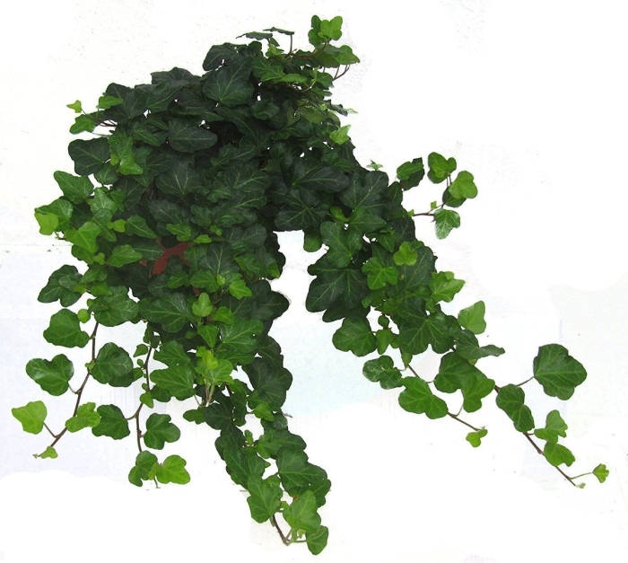 Хедера хеликс вандер