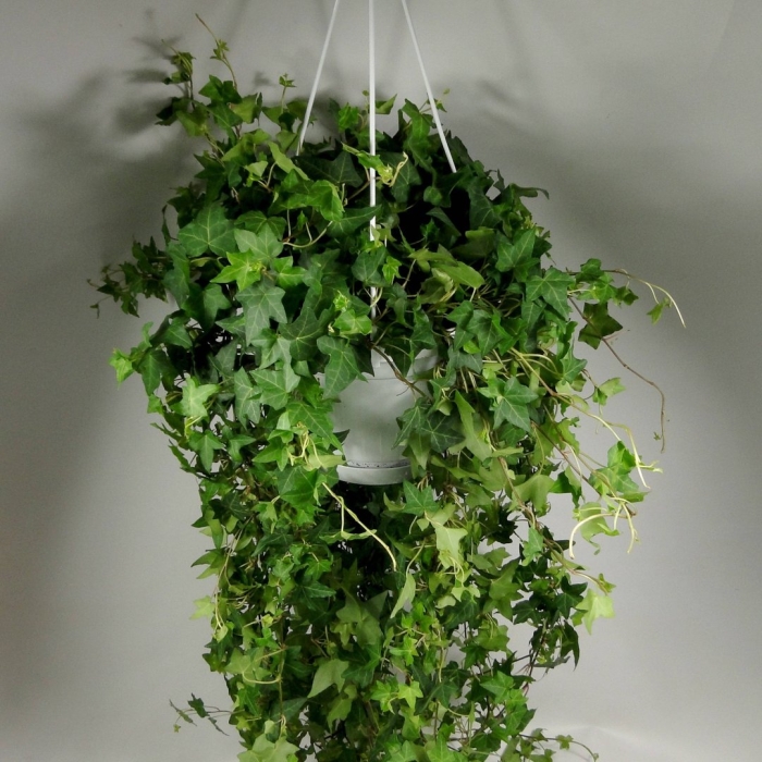 Хедера хеликс