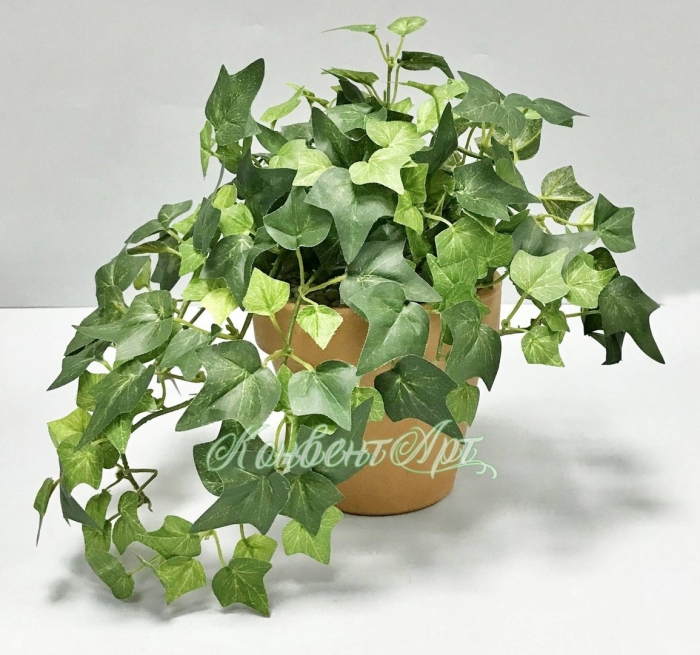 Комнатный плющ