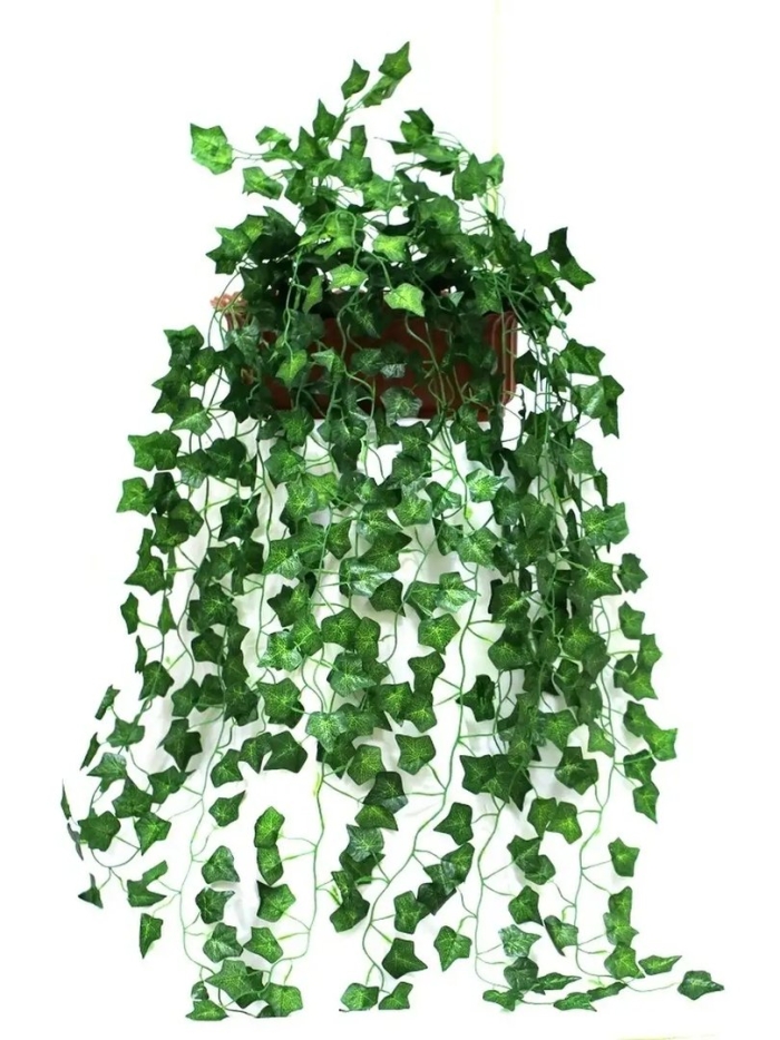 Растение плющ