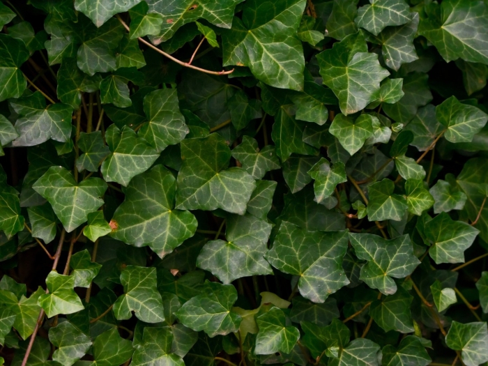 Плющ обыкновенный