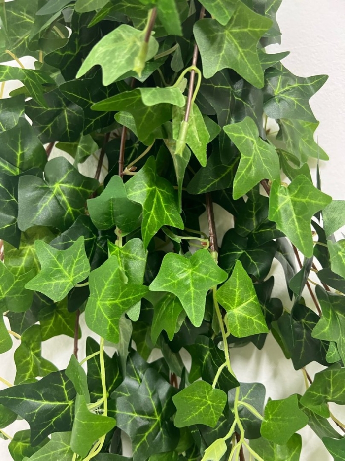 Плющ ампельный