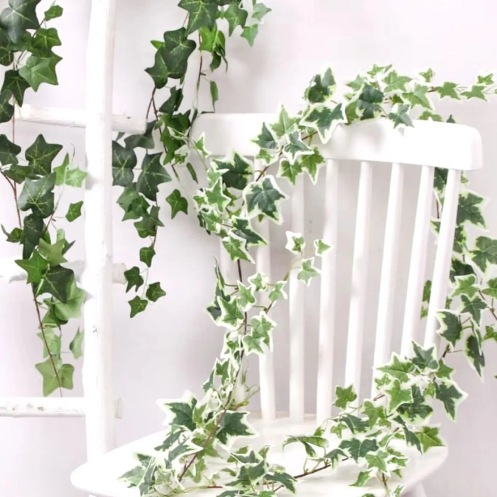 Плющ в интерьере