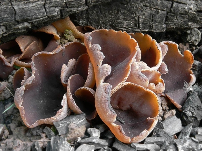 Грибы аскомицеты peziza