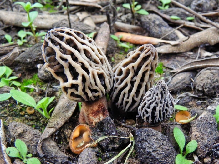 Morchella rufobrunnea