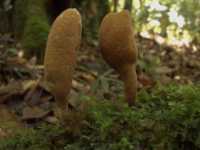 Рогатик пестиковый гриб