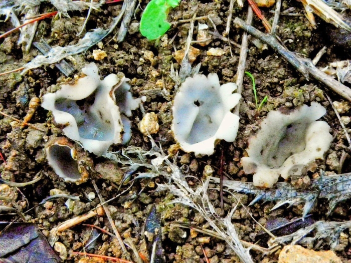 Горчаки грибы в крыму