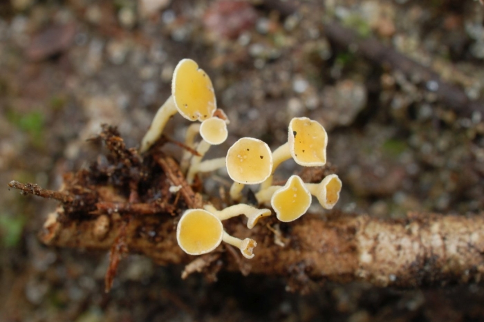 Lachnellula agassizii