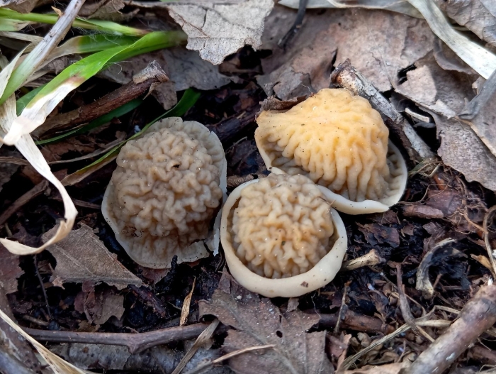 Сморчковая шапочка