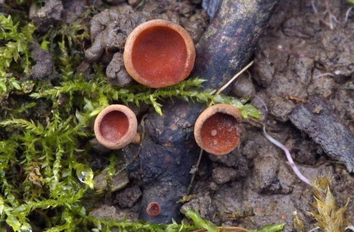 Аскомицеты грибы