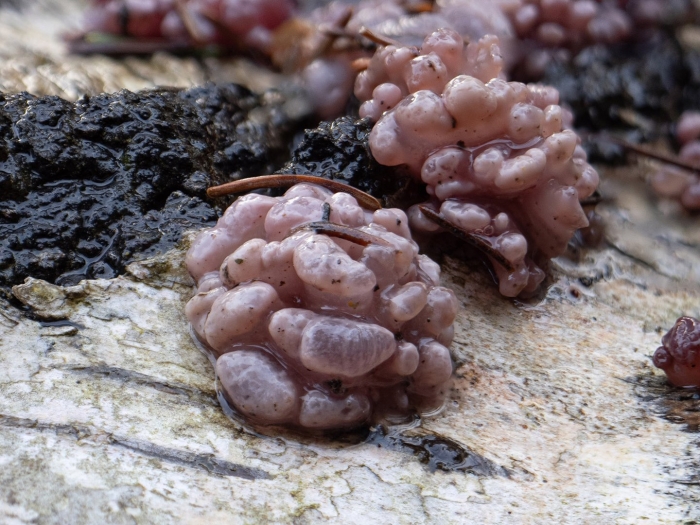 Аскокорине мясная (ascocoryne sarcoides)