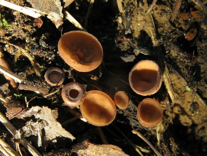 Цибория сережчатая