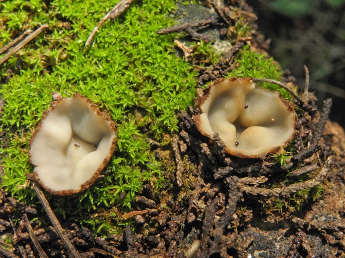 Гриб пецица geopora arenicola