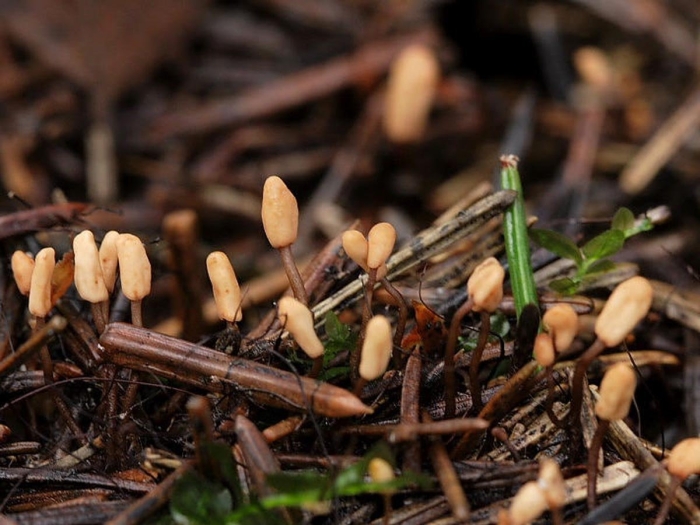 Рогатик булавовидный гриб