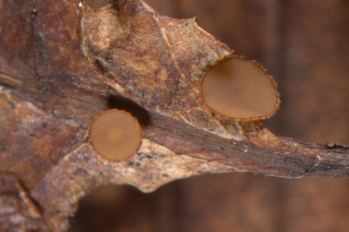 Скутеллиния аскомицет