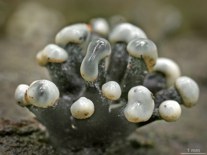 Аскомицеты сумчатые это