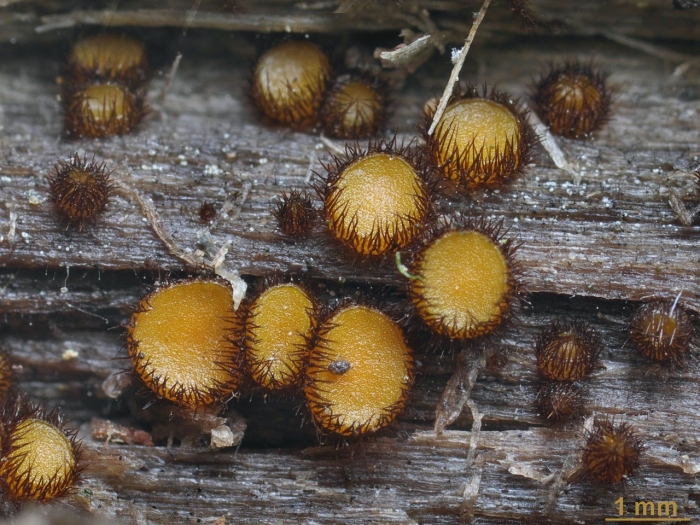 Скутеллиния аскомицет