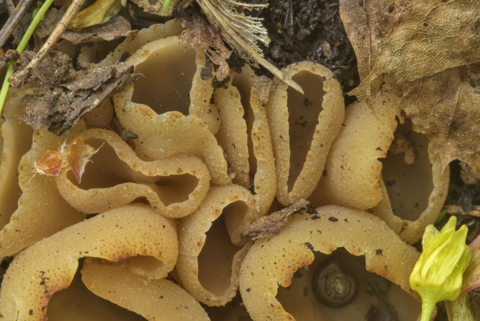 Пецица пузырчатая peziza vesiculosa