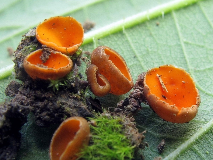 Оранжевая пецица алеврия