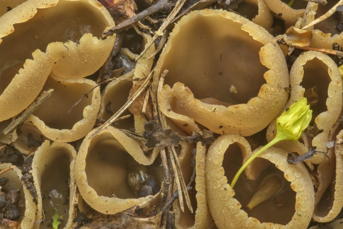 Грибы пецица изменчивая