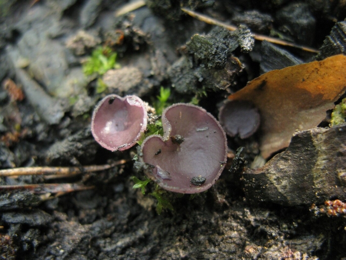 Пецица фиолетовая гриб