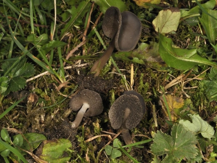 Helvella atra