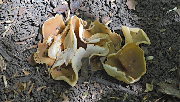 Пецица изменчивая