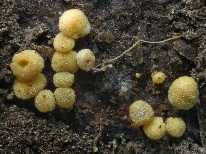 Sphaerobolus stellatus