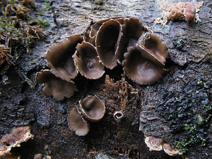 Грибы аскомицеты peziza