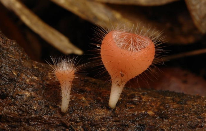 Грибы cookeina tricholoma.