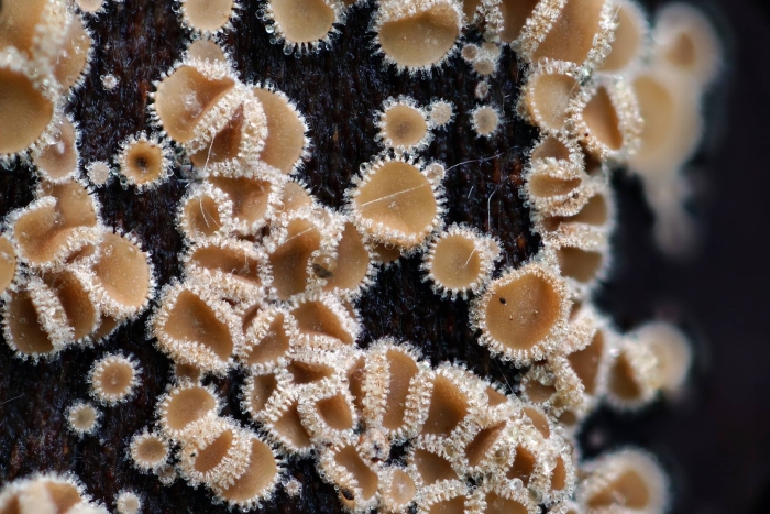 Lasiobelonium lonicerae