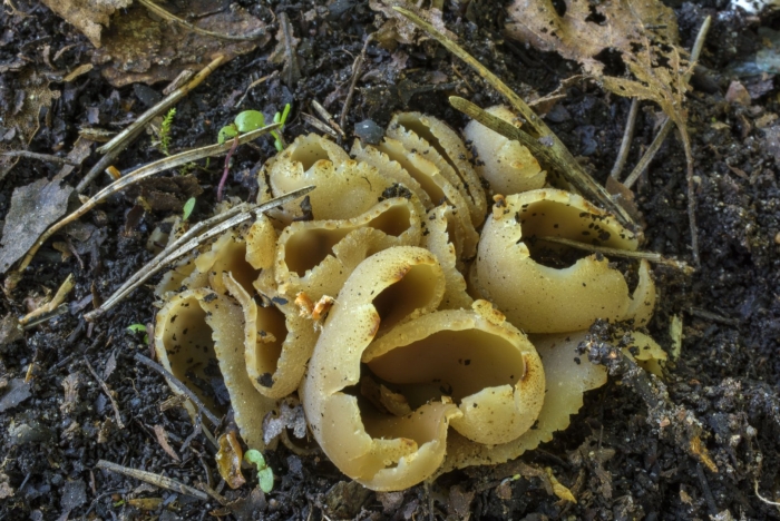 Пецица пузырчатая