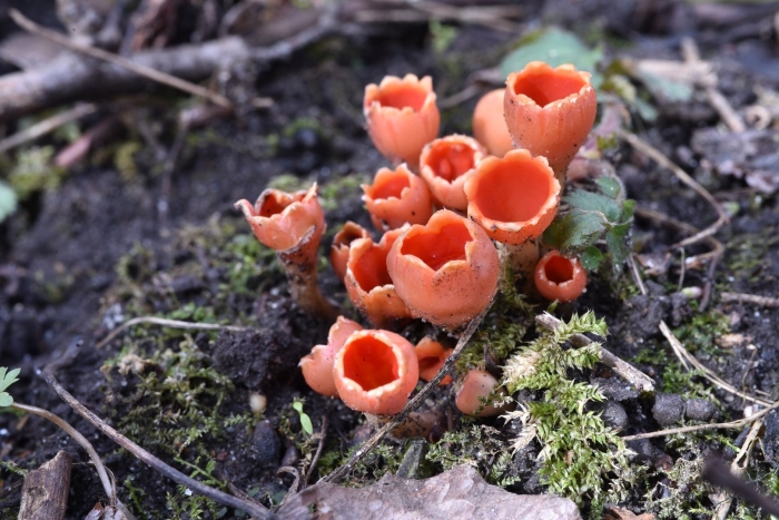 Саркосцифа (пецица) красная