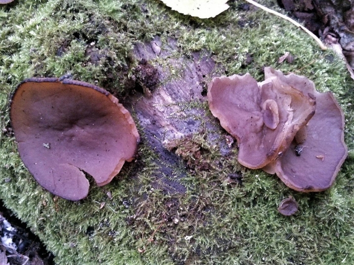 Auricularia auricula judae