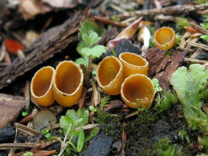 Грибы аскомицеты