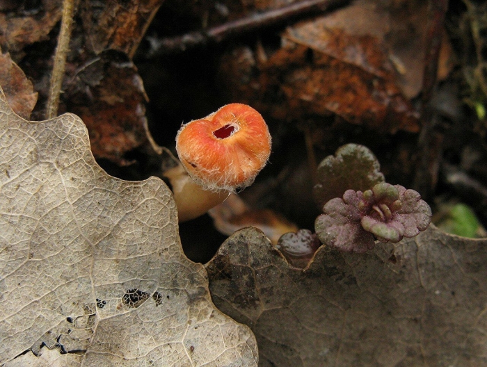 Гриб микростома