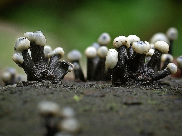 Слизевики грибоподобные организмы