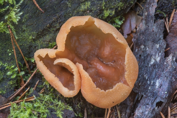 Пецица гриб