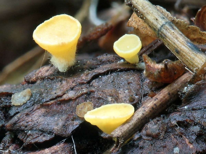 Hymenoscyphus epiphyllus