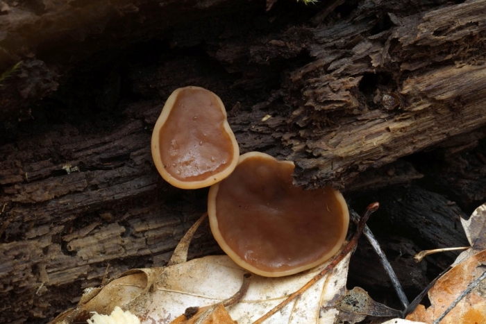 Дисцина гриб