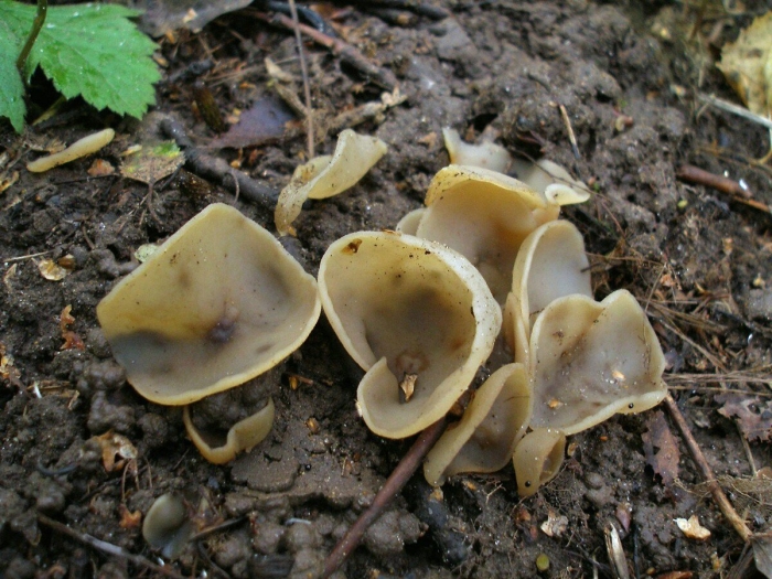 Грибы пецица изменчивая