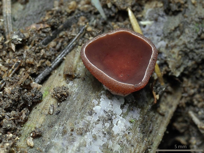 Пецица коричневая (peziza badia